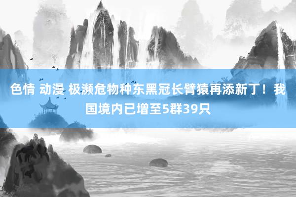 色情 动漫 极濒危物种东黑冠长臂猿再添新丁！我国境内已增至5群39只