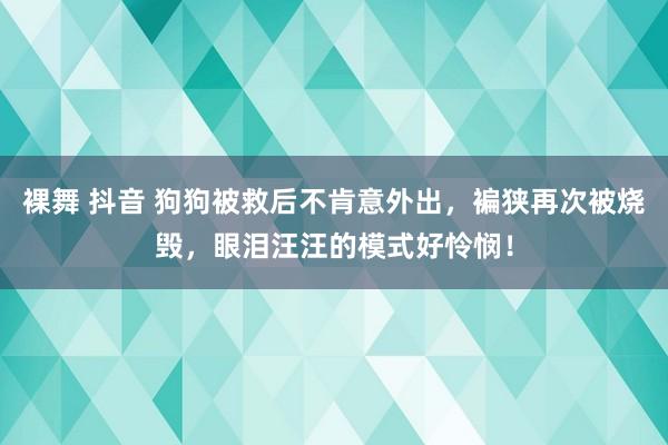 裸舞 抖音 狗狗被救后不肯意外出，褊狭再次被烧毁，眼泪汪汪的模式好怜悯！